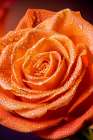 Colorado-Fort Collins Rose close-up Art Print